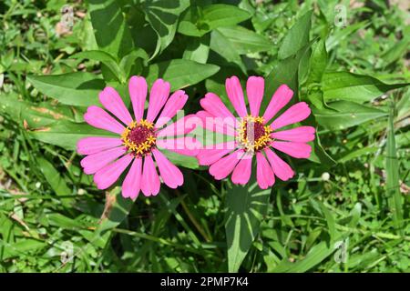 Vue en grand angle de deux fleurs Zinnia en plein soleil dans le jardin Banque D'Images