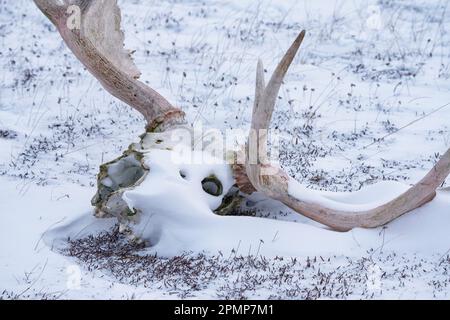 Vieux crâne d'orignal avec crémaillère posée sur le sol partiellement recouverte de neige; Churchill, Manitoba, Canada Banque D'Images