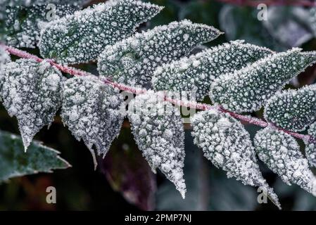 Cristaux de glace formés en hiver sur les feuilles d'un plant de raisin de l'Oregon ; Olympia, Washington, États-Unis d'Amérique Banque D'Images