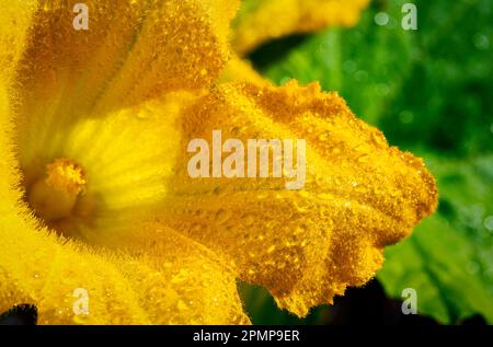 Gros plan extrême d'une courgette jaune en pleine lumière avec des gouttelettes d'eau; Calgary, Alberta, Canada Banque D'Images