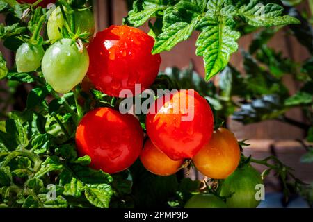 Gros plan d'un assortiment de tomates cerises sur la vigne avec des gouttelettes d'eau; Calgary, Alberta, Canada Banque D'Images