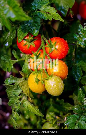 Gros plan d'un assortiment de tomates cerises sur la vigne avec des gouttelettes d'eau; Calgary, Alberta, Canada Banque D'Images