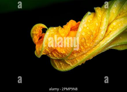 Gros plan extrême d'une fleur de courgettes jaunes avec des gouttelettes d'eau sur fond noir; Calgary, Alberta, Canada Banque D'Images