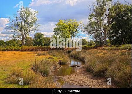 Cours d'eau de Flechs pendant la sécheresse de septembre 2022 dans le parc national de New Forest Brockenhurst Hampshire Royaume-Uni Banque D'Images
