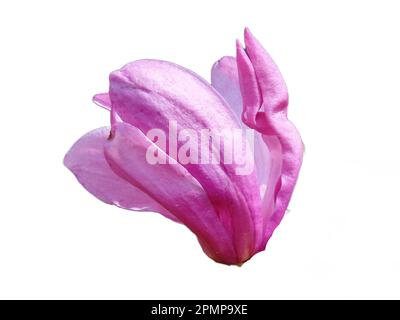 Fleur de magnolia d'un arbre. Isolé sur blanc Banque D'Images