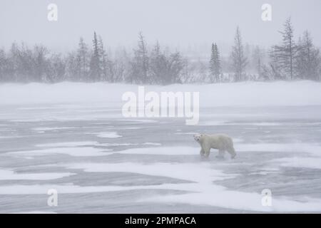 Ours polaire (Ursus maritimus) sur les rives de la baie d'Hudson avec brouillard de glace dans le froid ; Churchill, Manitoba, Canada Banque D'Images