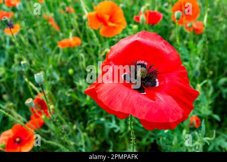 Gros plan d'un coquelicot rouge (Papaver rhoeas); Calgary, Alberta, Canada Banque D'Images