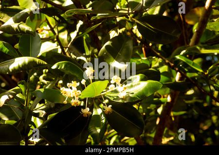 Calophyllum inophyllum fleur, fruit et feuille verte, une grande plante à feuilles persistantes, communément appelée mastwood, calophyllum de plage Banque D'Images