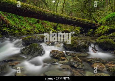 Ruisseau qui traverse une ancienne forêt sur l'île de Vancouver. De grandes bûches se trouvent à travers le ruisseau ; Port Renfrew, Colombie-Britannique, Canada Banque D'Images