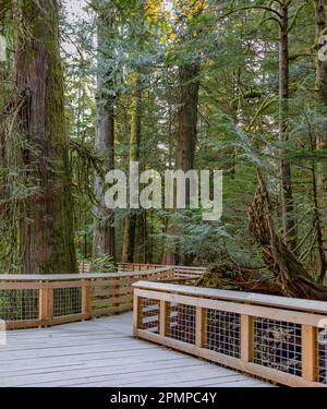 Promenade à travers une forêt ancienne appelée Cathedral Grove dans le parc provincial MacMillan, sur l'île de Vancouver, C.-B., Canada Banque D'Images