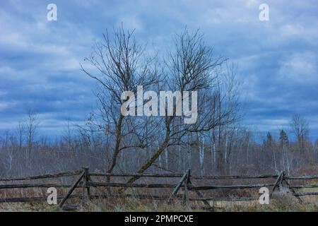 Arbres sans feuilles derrière une clôture abîmée sous un ciel nuageux en automne; vallée d'Ottawa, Ontario, Canada Banque D'Images