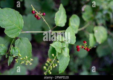 Fruit rouge de la plante Rivina humilis. Banque D'Images