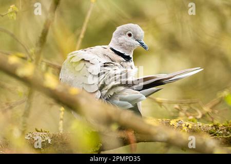 Colombe à col eurasien, Streptopelia decaocto, oiseau unique sur la branche Banque D'Images