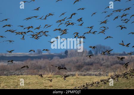 Oies de Cackling (Branta hutchinsii) en vol Banque D'Images