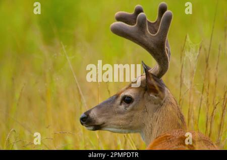 Cerf de Virginie (Odocoileus virginianus) à Cades Cove, Great Smoky Mountains National Park, Tennessee, États-Unis ; Tennessee, États-Unis d'Amérique Banque D'Images