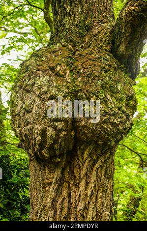 Tronc noueux du peuplier tulipe (Liriodendron tulipifera) avec ronces, dans le parc national des Great Smoky Mountains, Tennessee, États-Unis Banque D'Images