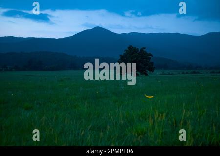 Lucioles illuminées au crépuscule à Cades Cove, une vallée du parc national des Great Smoky Mountains, Tennessee, États-Unis ; Tennessee, États-Unis d'Amérique Banque D'Images