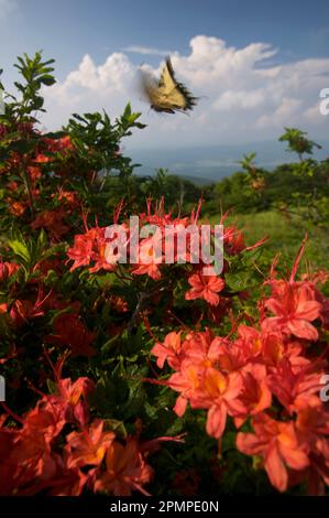 Papillons (Papilio glaucus) s'arrêtant sur des azalées rouges près de Gregory Bald dans le parc national des Great Smoky Mountains, Tennessee, États-Unis Banque D'Images