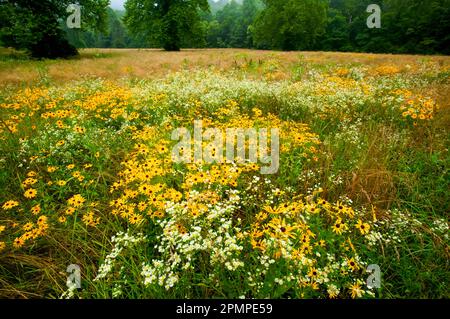 Champ de Susans aux yeux noirs (Rudbeckia hirta sp.) Et d'autres fleurs sauvages dans le parc national des Great Smoky Mountains, Tennessee, États-Unis Banque D'Images