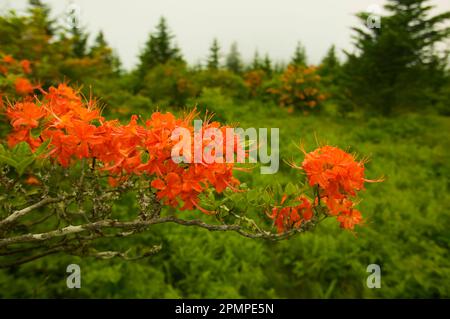 Buissons d'azalées rouges en fleurs près de Gregory Bald dans le parc national des Great Smoky Mountains, Tennessee, États-Unis ; Tennessee, États-Unis d'Amérique Banque D'Images