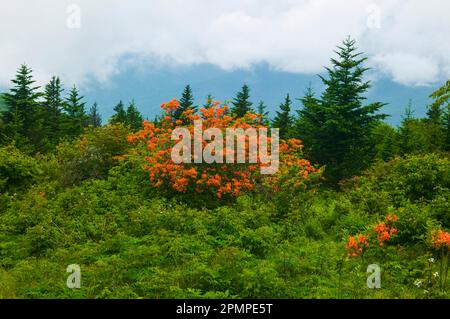 Buissons d'azalées rouges en fleurs près de Gregory Bald dans le parc national des Great Smoky Mountains, Tennessee, États-Unis ; Tennessee, États-Unis d'Amérique Banque D'Images