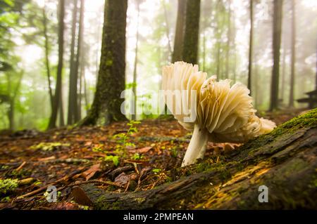 Champignon poussant sur le sol forestier à l'aire de pique-nique de Balsam Mountain dans le parc national des Great Smoky Mountains, Tennessee, États-Unis Banque D'Images