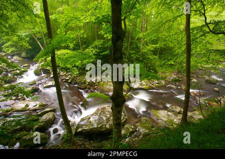 Little River coule sur des rochers à travers une forêt dans le parc national des Great Smoky Mountains, Tennessee, États-Unis ; Tennessee, États-Unis d'Amérique Banque D'Images