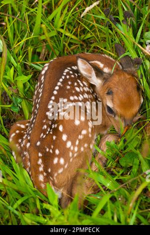 Jeunes cerfs de Virginie (Odocoileus virginianus) enroulés dans l'herbe dans le parc national des Great Smoky Mountains, Tennessee, États-Unis Banque D'Images