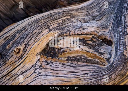 Profils d'anneaux d'arbres dans le parc national de la Vallée de la mort, Californie, États-Unis ; Californie, États-Unis d'Amérique Banque D'Images