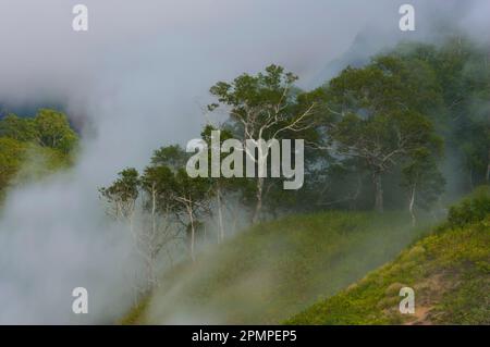 La vapeur s'élève des sources chaudes de la vallée des Geysers ; Kronotsky Zapovednik, Kamtchatka, Russie Banque D'Images