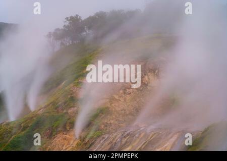 La vapeur s'élève des évents dans la vallée des Geysers ; Kronotsky Zapovednik, Kamtchatka, Russie Banque D'Images