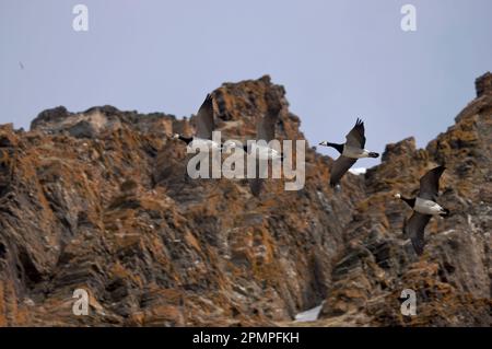 Oies de Barnacle (Branta leucopsis) survolant des roches accidentées ; Krossfjorden, Spitzberg, archipel du Svalbard, Norvège Banque D'Images