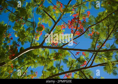 Arbre fleuri en fleur contre un ciel bleu vif en Jamaïque ; Port Antonio, Jamaïque Banque D'Images