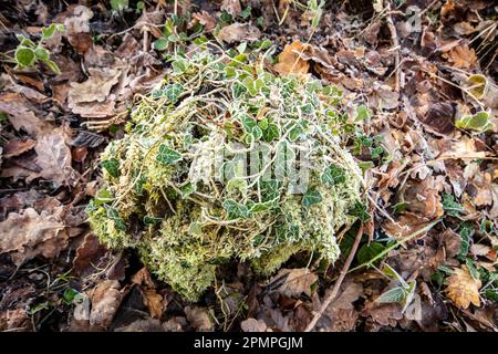 Natures chaos, forêt anglaise intime montrant des motifs et des textures dans l'environnement Banque D'Images