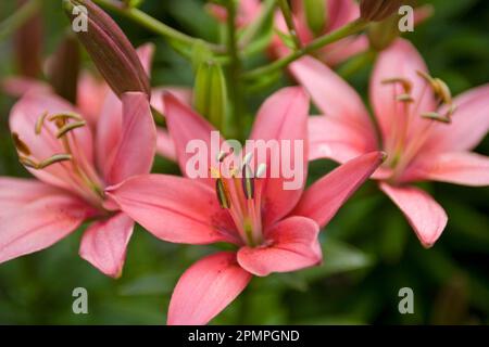 Gros plan de lis roses en fleurs dans le jardin botanique de l'Alaska, à l'est d'Anchorage, Alaska, États-Unis ; Anchorage, Alaska, États-Unis d'Amérique Banque D'Images