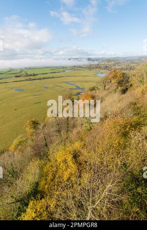 Vue sur la vallée de Towy près de Llandeilo depuis le château de Dinefwr. Woodland est dans les couleurs de l'automne avec la rivière Towy qui coule dans sa large plaine d'inondation. Carmart Banque D'Images