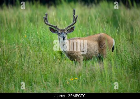 Portrait d'un cerf mule (Odocoileus hemionus) debout dans de hautes herbes, près de Curry Village dans le parc national de Yosemite Banque D'Images