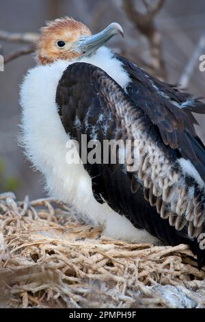 Gros plan d'un bébé Frigatebird dans les îles Galapagos ; North Seymour Island, Équateur Banque D'Images
