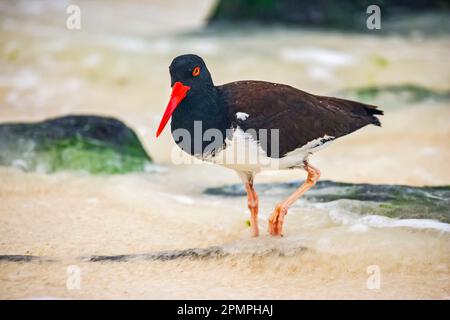 Chasseur d'huîtres américain (Haematopus palliatus) chassant en eau peu profonde ; île d'Espanola, îles Galapagos, Équateur Banque D'Images