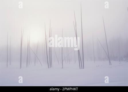 Arbres stériles dans un paysage hivernal, parc national de Yellowstone ; États-Unis d'Amérique Banque D'Images