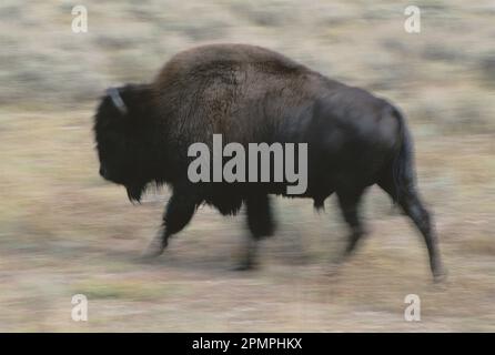 Vue panoramique d'un taureau bison américain (Bison bison) dans le parc national de Yellowstone ; États-Unis d'Amérique Banque D'Images