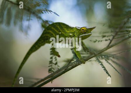 Caméléon aux yeux jaunes équilibre sur une branche mince ; République de Madagascar Banque D'Images