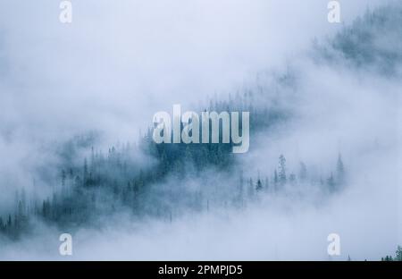 Les épinettes jettent un coup d'œil dans le brouillard dans le parc national Yoho, C.-B., Canada ; Colombie-Britannique, Canada Banque D'Images