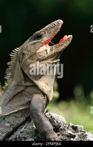 Portrait d'un Iguana avec bouche ouverte sur le site archéologique El Rey à Qunitana Roo, Mexique ; Cancun, Quintana Roo, Mexique Banque D'Images