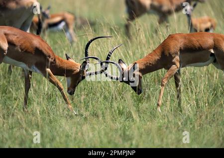 Paire de béliers Impala (Aepyceros melampus) en duel avec leurs cornes dans la réserve nationale du Masai Mara, Kenya Banque D'Images