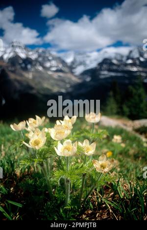 Fleurs de Pasque de l'Ouest (Anemone occidentalis) dans le parc national Yoho, C.-B., Canada ; Colombie-Britannique, Canada Banque D'Images