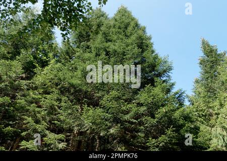 Paysage de forêt de sapins dans les montagnes Abetone en été . Toscane, Italie Banque D'Images