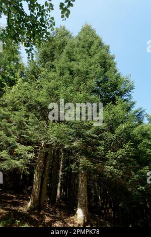 Paysage de forêt de sapins dans les montagnes Abetone en été . Toscane, Italie Banque D'Images