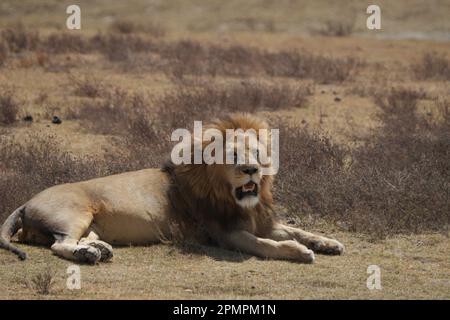 Parc national du cratère du Lion Ngorongoro Banque D'Images