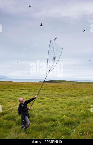 Chercheur attrapant une sterne arctique (Sterna aradisaea) dans son filet ; Flatey Island, Islande Banque D'Images